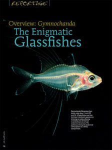 Overview: Gymnochanda The Enigmatic Glassfishes - July/August 2015 Issue of AMAZONAS Magazine