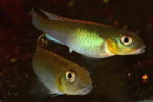 The belly of a female N. splendens is a prominent feature of the species. The belly shines in reflective green scales and her ovipositor protrudes even when not in spawning mode.
