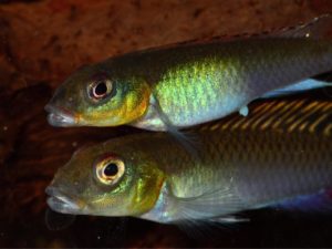 A beautiful pair of the Congo rarity, Nanochromis splendens.