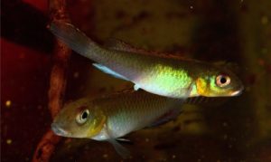 Another view of a Nanochromis splendens pair.