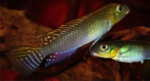 Another view of the splendid male Nanochromis splendens.