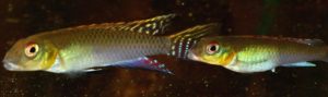 Another view of a Nanochromis splendens pair.