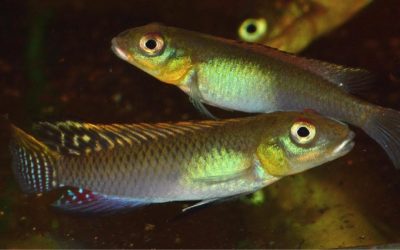 The Jewel of the Congo:  Nanochromis splendens