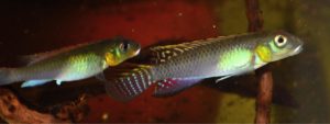 Once bonded successfully, a pair of N. splendens will always remain in close contact and parade through the aquarium together.