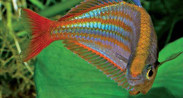 Glorious New Rainbowfish Described