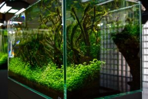 Just one example of the ever-changing Nature Aquariums on display in the ADA Gallery in Niigata, Japan, photographed by Benjamin Ruttenberg in 2010 | CC BY-SA 2.0