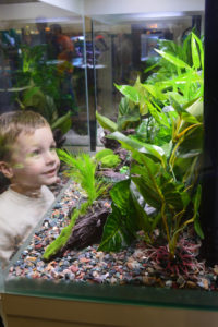 A young boy is drawn into the aquascaping of the large tank category winner from the Aquatic Experience - Chicago 2014. Image by Dan Woudenberg/LuCorp Marketing for the World Pet Association