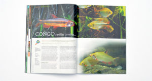 Hans-George Evers reveals several new fishes surfacing in the trade in Congo Rarities Coming...