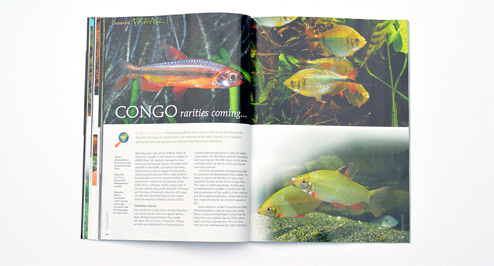 Hans-George Evers reveals several new fishes surfacing in the trade in Congo Rarities Coming...