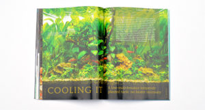 Odessa Barbs feature prominently in George Farmer's unheated planted aquarium. Learn more in "Cooling It - A low-maintenance temperate planted tank: no heater necessary"