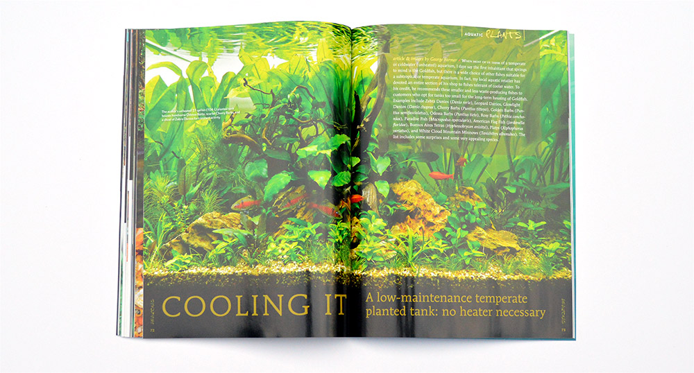 Odessa Barbs feature prominently in George Farmer's unheated planted aquarium. Learn more in "Cooling It - A low-maintenance temperate planted tank: no heater necessary"