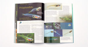 Ralf Britz discusses Priapiumfish: Transparent dwarfs with a bizarre anatomy.