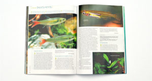 This issue's Species Snapshots include Aphyocharax alburnus, Oryzias songkhramensis, Bucephalandra kishii, Lonchogenys ilisha, Lagenandra nairii, and Oryzias cf. songkharmensis, with contributions by Hans-Georg Evers and Jens Kühne.