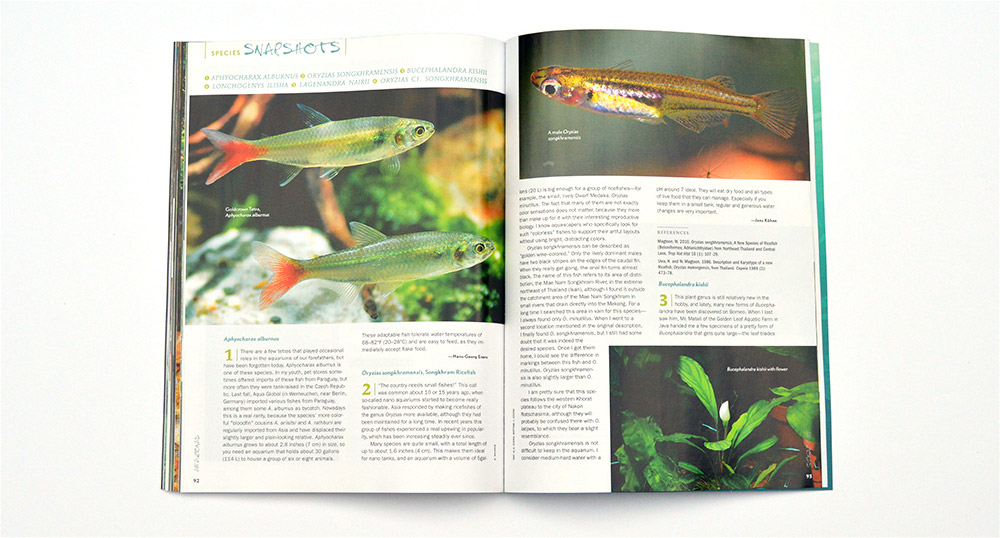 This issue's Species Snapshots include Aphyocharax alburnus, Oryzias songkhramensis, Bucephalandra kishii, Lonchogenys ilisha, Lagenandra nairii, and Oryzias cf. songkharmensis, with contributions by Hans-Georg Evers and Jens Kühne.
