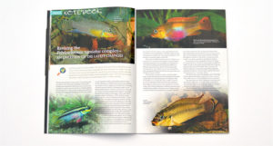 The Aquatic Notebook continues, discussing the taxonomy of the Pelvicachromis taeniatus complex.
