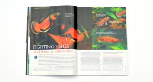 The cover story, Fighting Fishes, starts with Wild Bettas: An Introduction by Michael Schlüter.