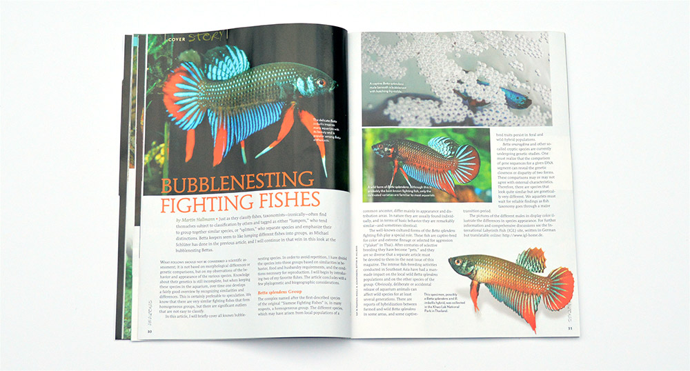 Martin Hallman provides an overview of the Bubblenesting Fighting Fishes, continuing our Wild Betta feature.