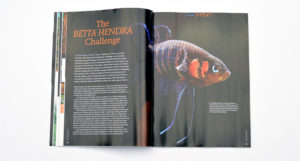 Sumer Tiwari attacks The Betta hendra Challenge and succeeds!