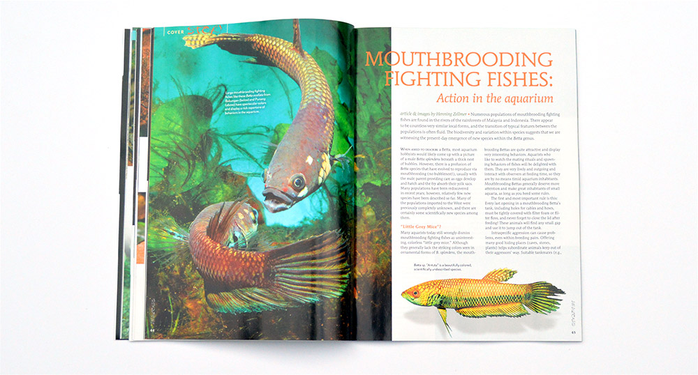 Mouthbrooding Fighting Fishes: Action in the aquarium, by Henning Zellmer, continues our look at the wild bettas.