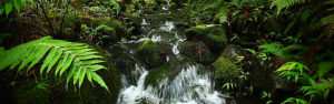 Fern Creek 960 X 300
