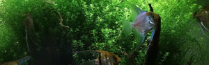 Planted Angelfish