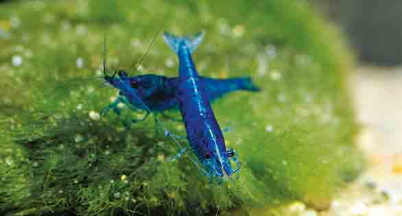 Showstopper Shrimp