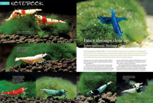European competitions often provide previews to coming trends in the breeding of fancy dwarf freshwater shrimps. Bee Shrimp pioneer Friedrich Bitter brings AMAZONAS readers the showstopping winning shrimps from earlier in 2015.