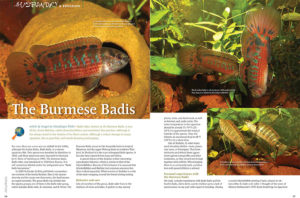 An unusual labyrinth fish with behaviors similar to those of dwarf cichlids, the Red or Burmese Badis, Badis ruber, is a rarity well worth tracking down for its beauty and fascinating breeding displays.