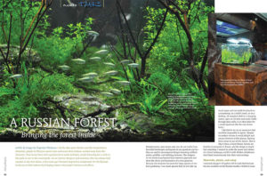 An emerging new star in European planted tank competitions, Evgeniya Moiseeva tells how she brings her interior designer skills to creating a sunken forest tank to brighten the long winter days in Moscow.
