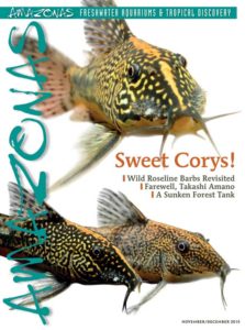 Cover with three eyecatching Bearded Corys, Scleromystax barbatus, photographed by Hans-Georg Evers.