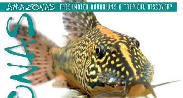 AMAZONAS “Sweet Corys” Advance Look