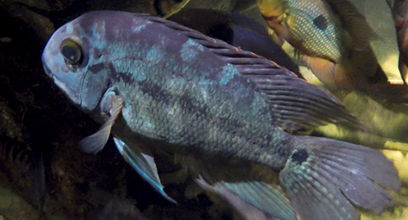 10 years after Katrina, rare cichlids return to New Orleans