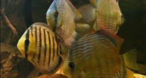 Wild discus aquarium video.