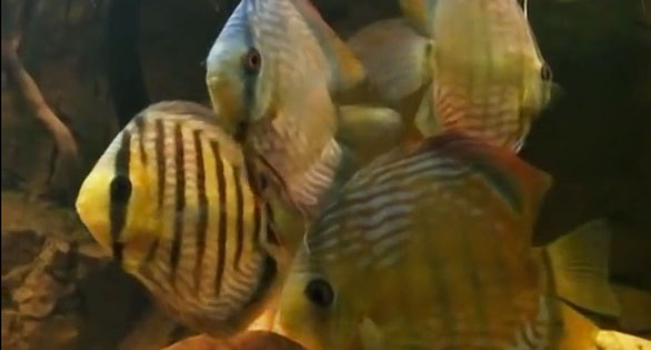 AMAZONAS Video Picks: Wild Discus with Natural Partners