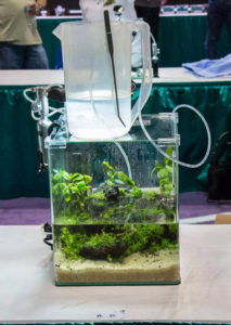 Taking great care not to disturb the substrate as water is added to the aquarium.