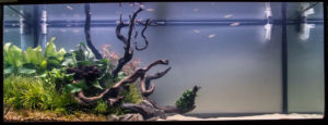 Another entry in the Large Tank category, this one featuring a large expanse of open sandy substrate.