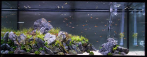 2014's 1st Place entry in the Large Tank category.