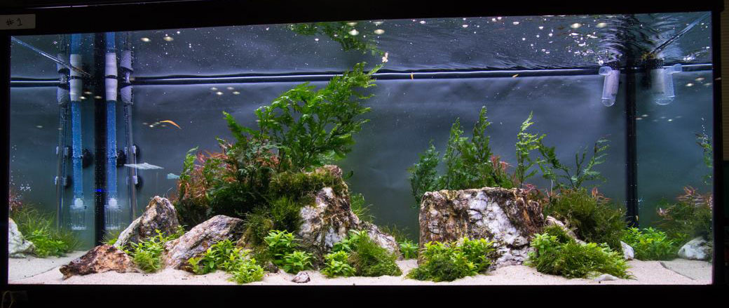 Aquascaping 75 gallons aquarium – Aquarium Plants Chicago