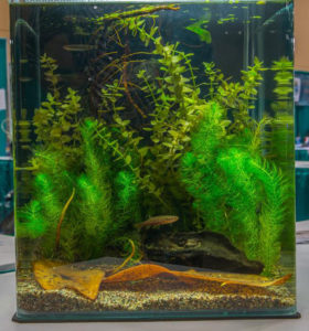 2014 Aquascaping Live! Small Tank Entry