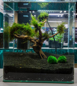 2014 Aquascaping Live! Small Tank Entry