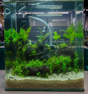2014 Aquascaping Live! Small Tank Entry
