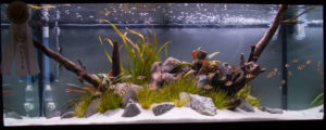 This large tank entry garnered 3rd place in the 2014 Aquascaping Live! competition.