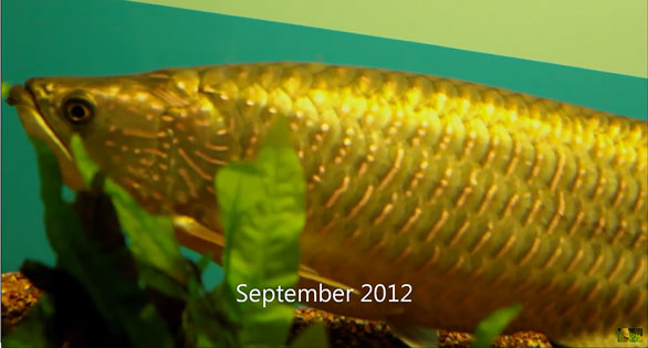 AMAZONAS Video: An Arowana Life over 3 Years