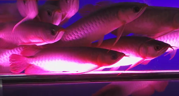 Amazonas Featured Video: Bangkok’s Chatuchak Fish Market