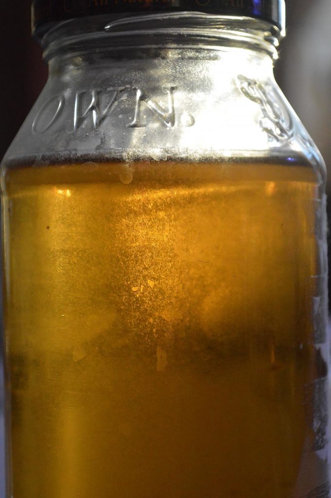 Freshwater Food Culturing 101 Vinegar Eels AMAZONAS Magazine