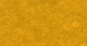 Closeup of Vinegar Eels, Turbatrix aceti, living in apple cider vinegar.