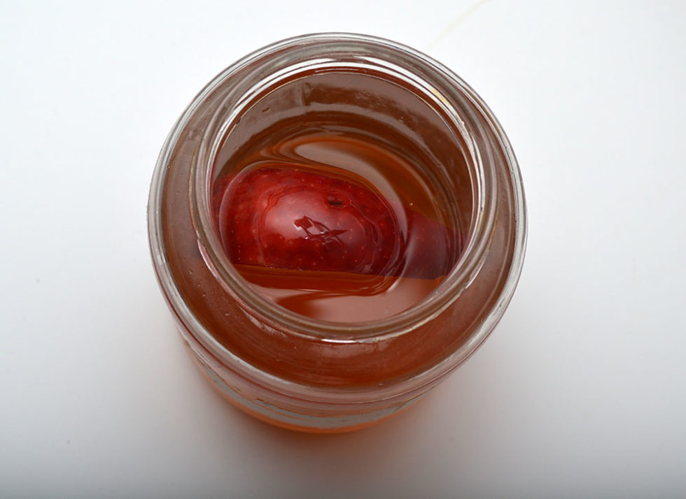 Freshwater Food Culturing 101 Vinegar Eels AMAZONAS Magazine