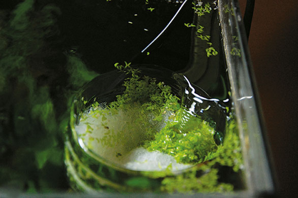 DIY Duckweed Collector - AS Magazine