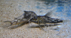 A female (left) and male Bearded Corydoras, better known as Scleromystax barbatus.