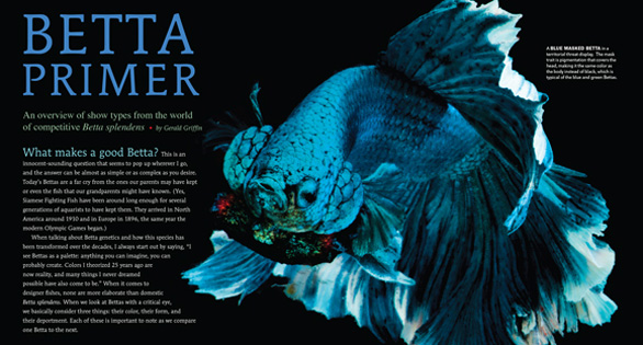 AMAZONAS New Issue “BETTAS Part II” Inside Look